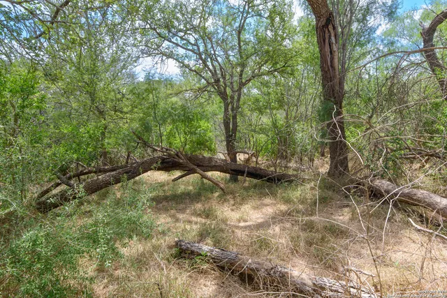 a view of a forest with a bench