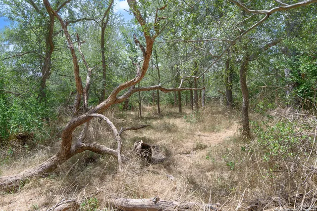 a view of a yard with a tree