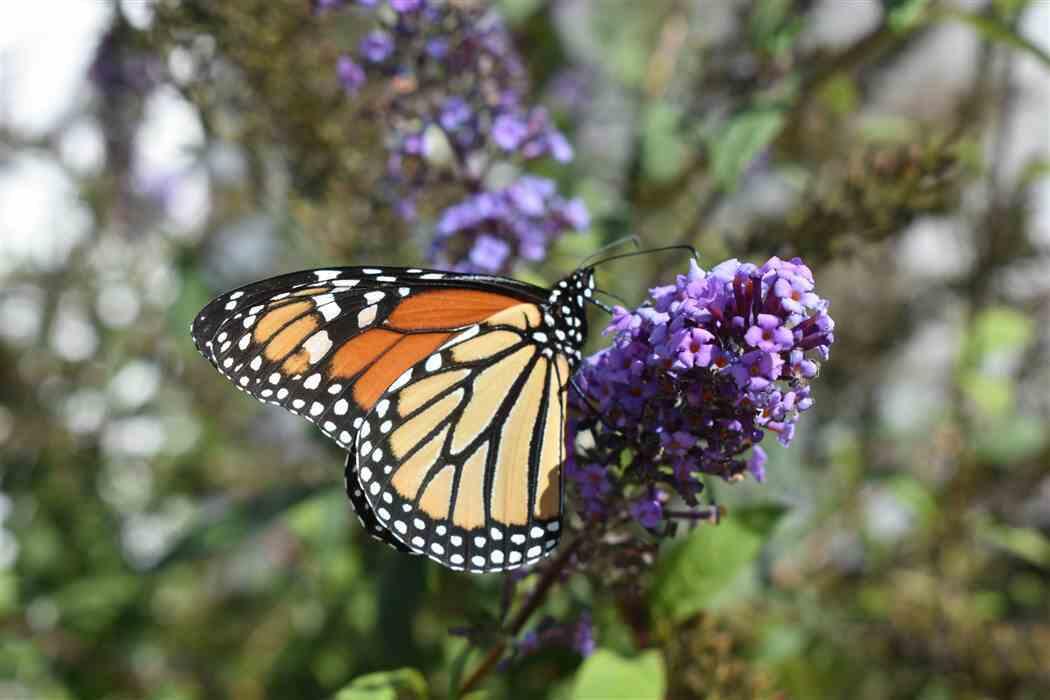 3756 Foothill (private Lane) Road Santa Barbara, CA 93110 - Photo 14 of 56 Butterflies & Hummingbirds enjoy