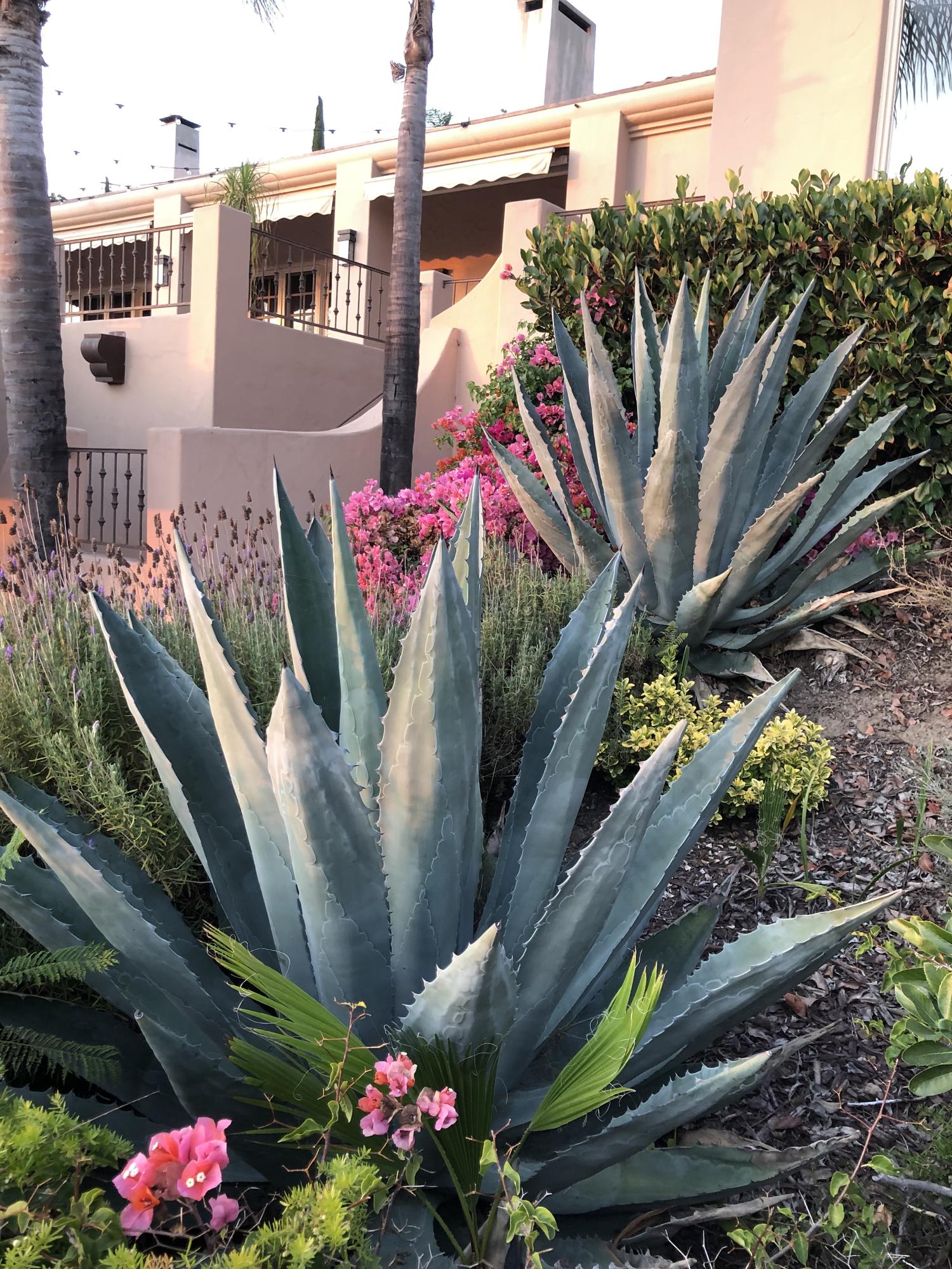 3756 Foothill (private Lane) Road Santa Barbara, CA 93110 - Photo 48 of 56 Agaves & Drought Tolerant Plantings