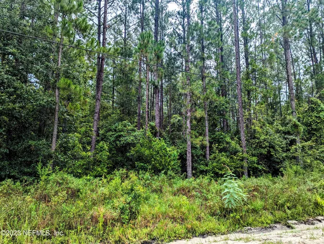 a view of a lush green forest