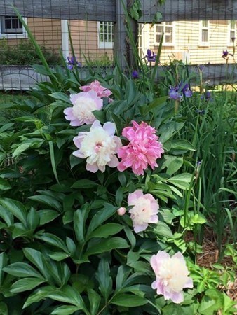 315 Garfield Road Concord, MA 01742 - Photo 20 of 21 a view of a flower in a yard