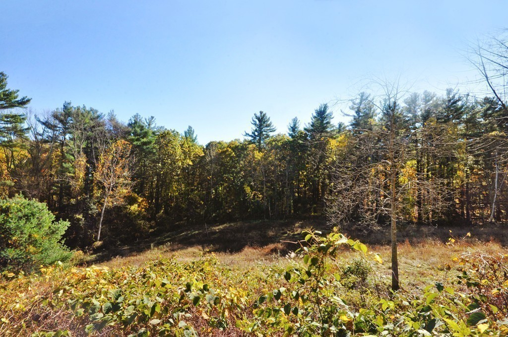 315 Garfield Road Concord, MA 01742 - Photo 21 of 21 a view of a yard with trees