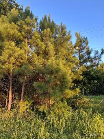 a view of a large yard with plants and large trees