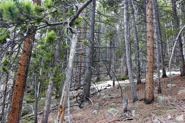 a view of a yard with plants and large trees
