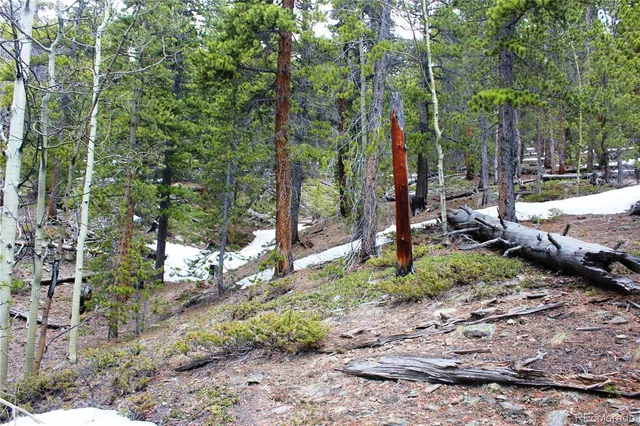 a view of a tree with yard