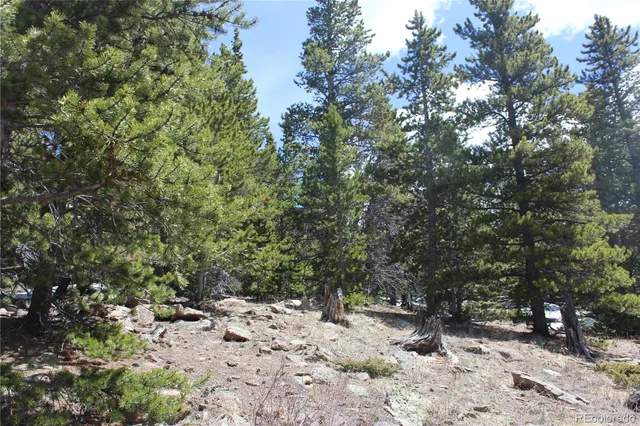 a view of a garden with plants