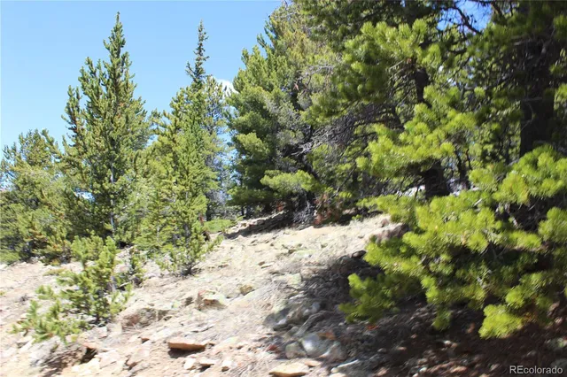 a view of a snow with a tree