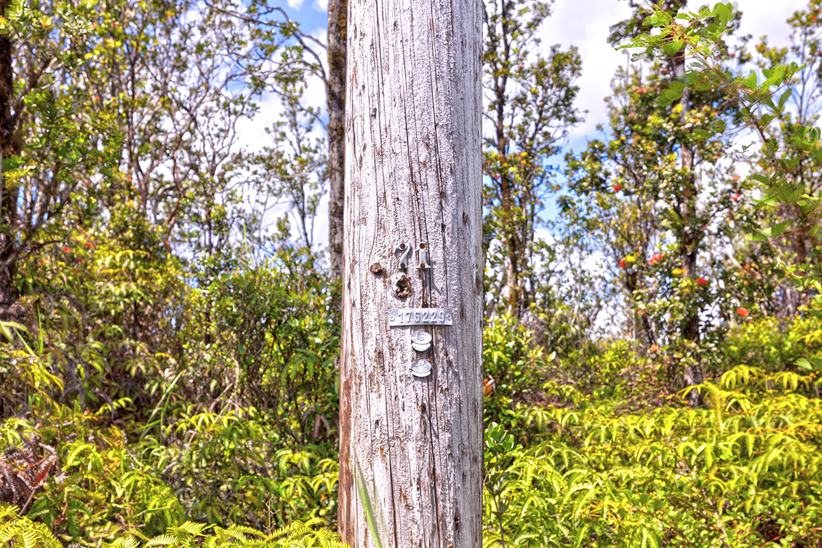 11-2074 Lot 68 Omeka Road Mountain View, HI 96771 - Photo 4 of 13 a view of a bunch of flowers