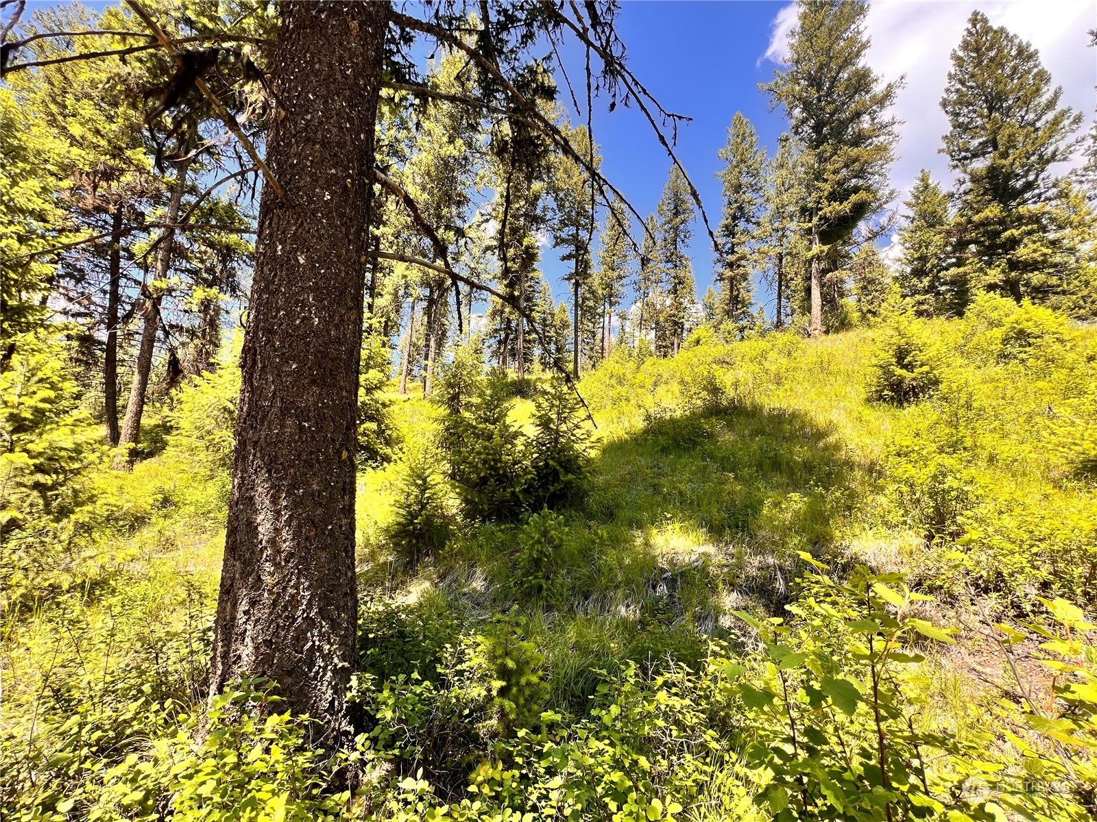 -tbd Old Kettle Falls Road Republic, WA 99166 - Photo 6 of 26 Gallery Image 6