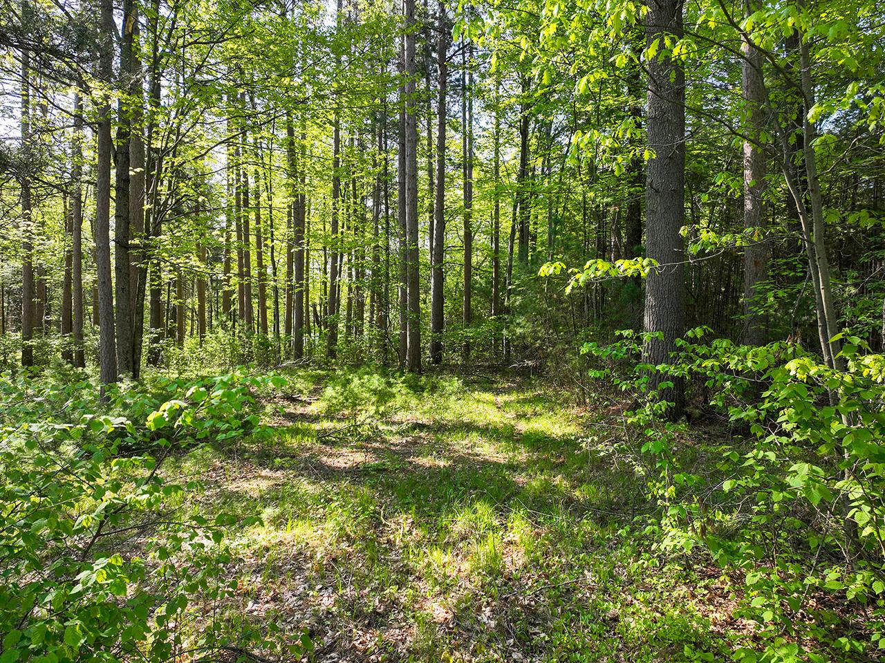 Lot 15 Selmer Road Tomahawk, WI 54487 - Photo 7 of 34 Gallery Image 7