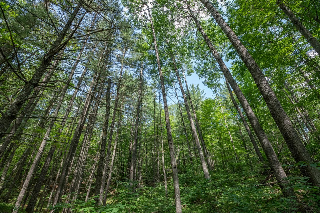 Lot 3 Lake Mildred Road Rhinelander, WI 54501 - Photo 7 of 10 Gallery Image 7
