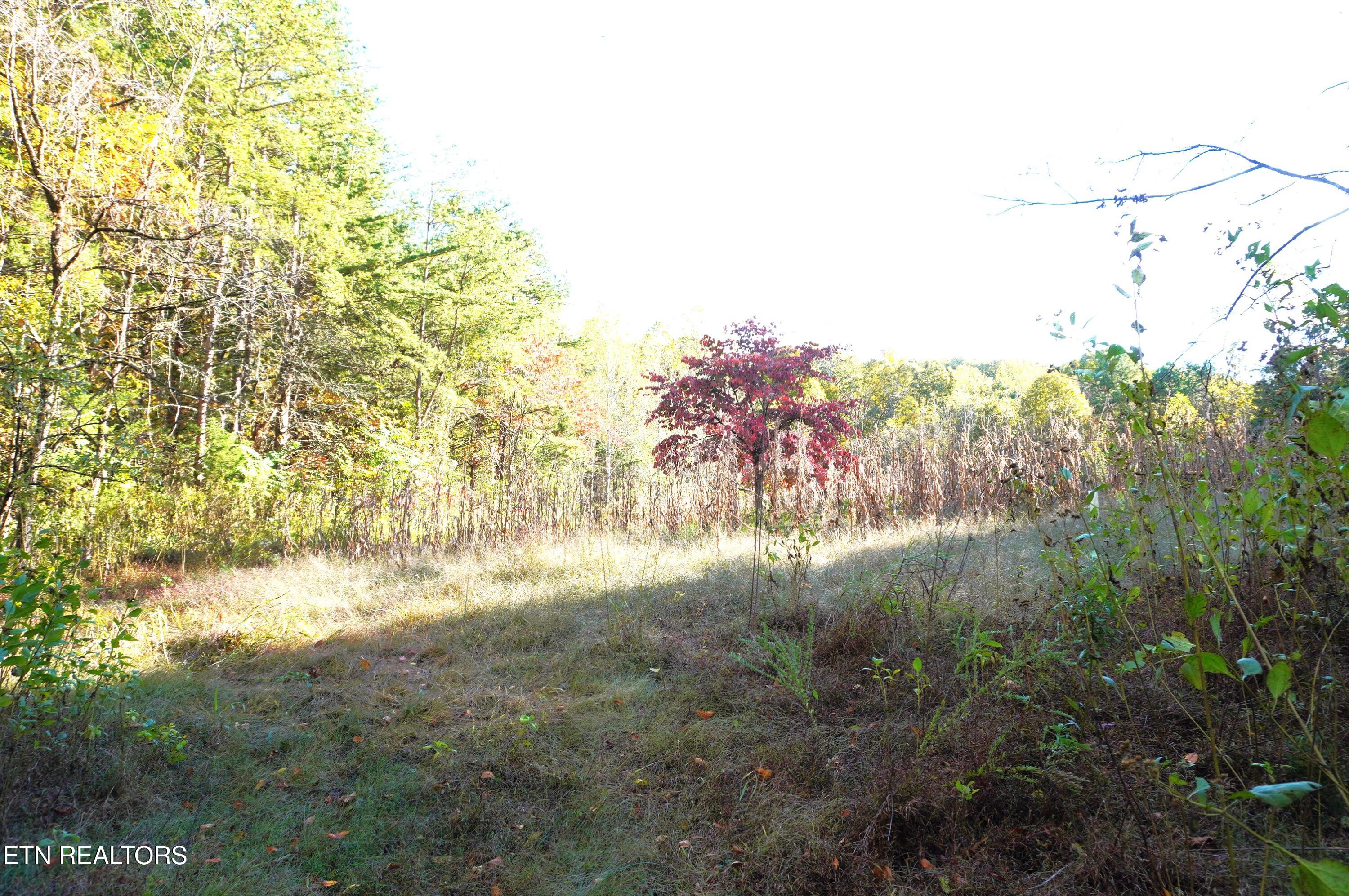 19 Pleasant View Cemetery Road New Market, TN 37820 - Photo 25 of 48 pleasant view cemetery - eric (36)