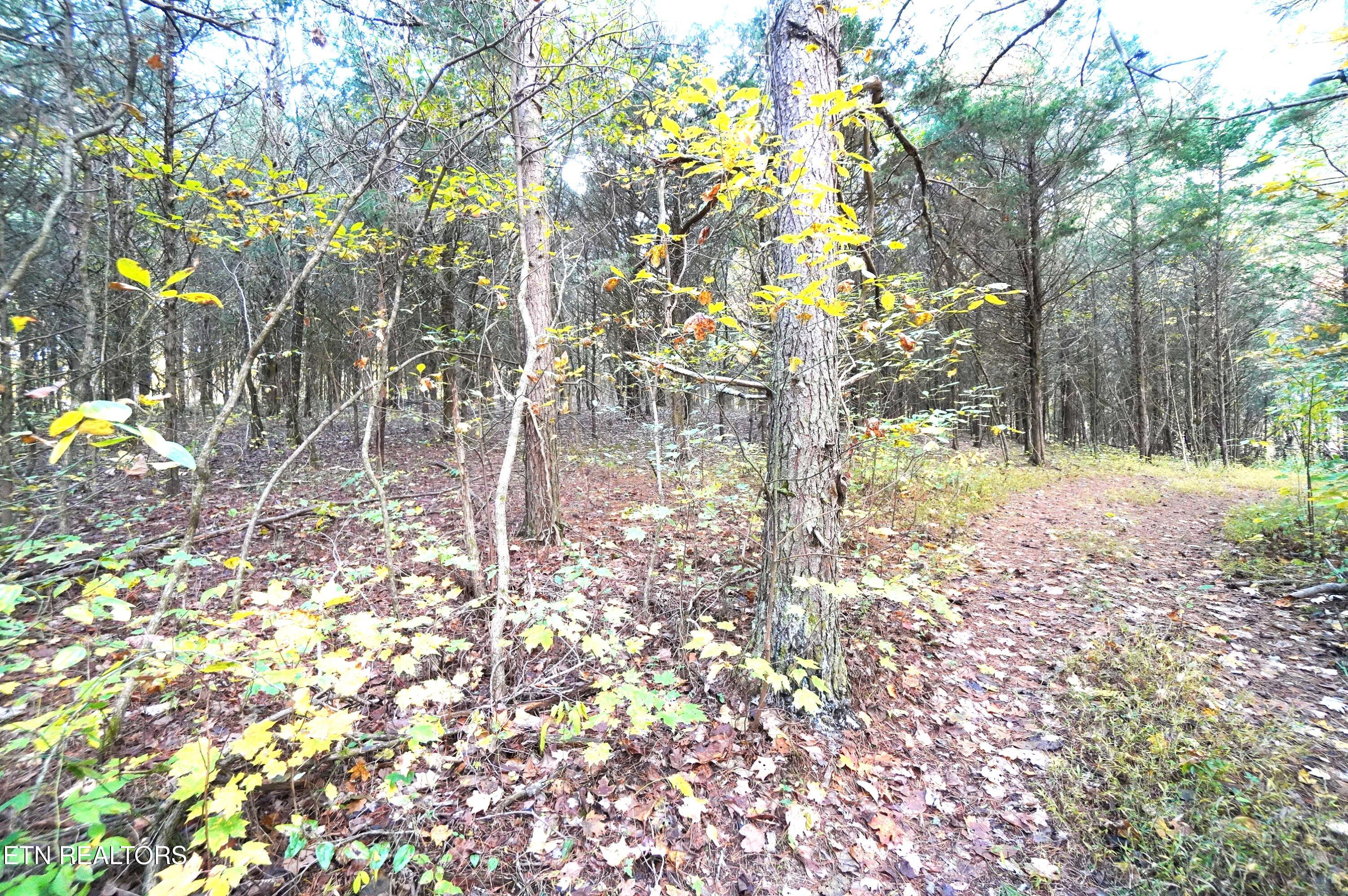 19 Pleasant View Cemetery Road New Market, TN 37820 - Photo 32 of 48 pleasant view cemetery - eric (43)