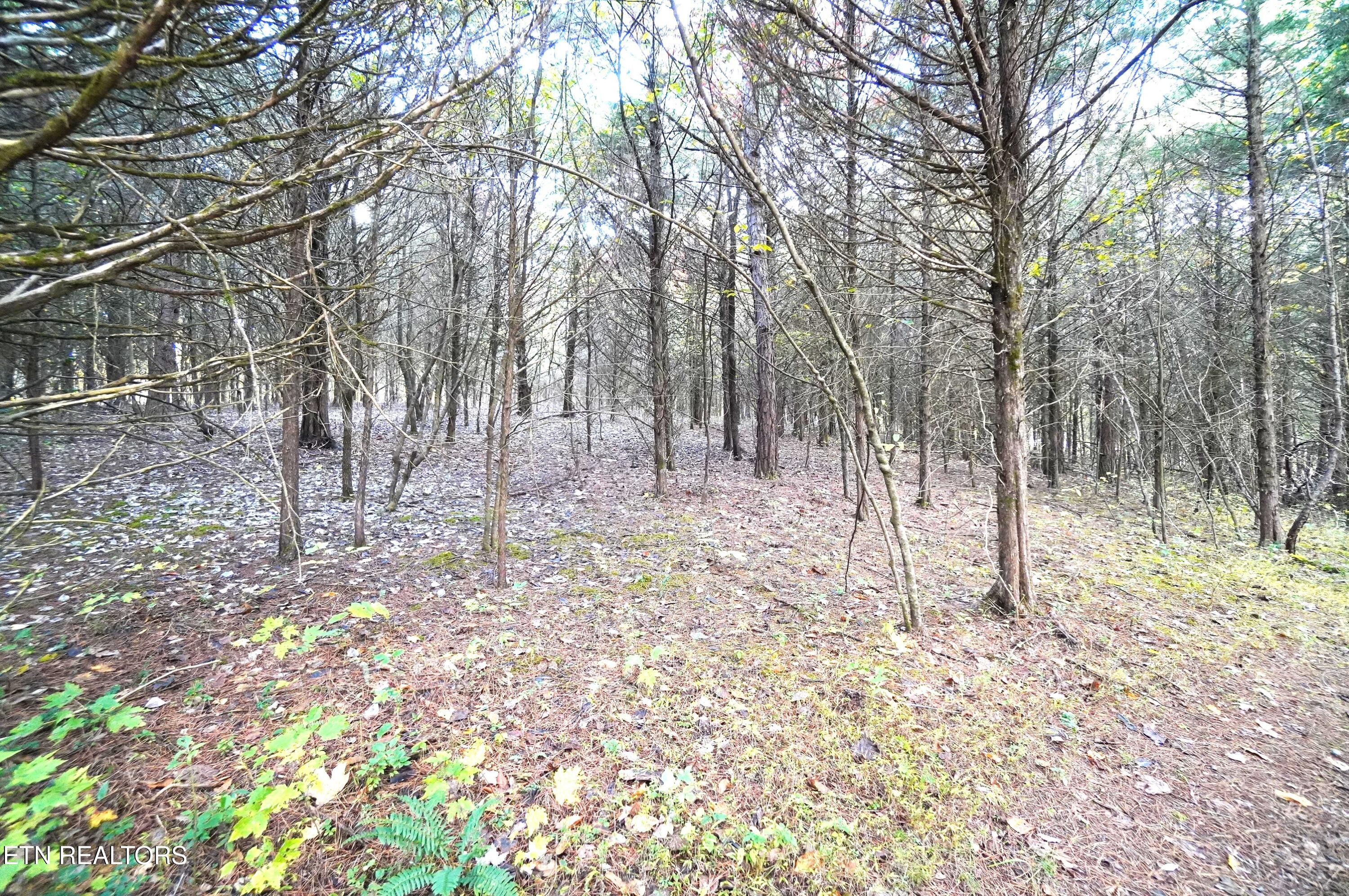 19 Pleasant View Cemetery Road New Market, TN 37820 - Photo 33 of 48 pleasant view cemetery - eric (44)