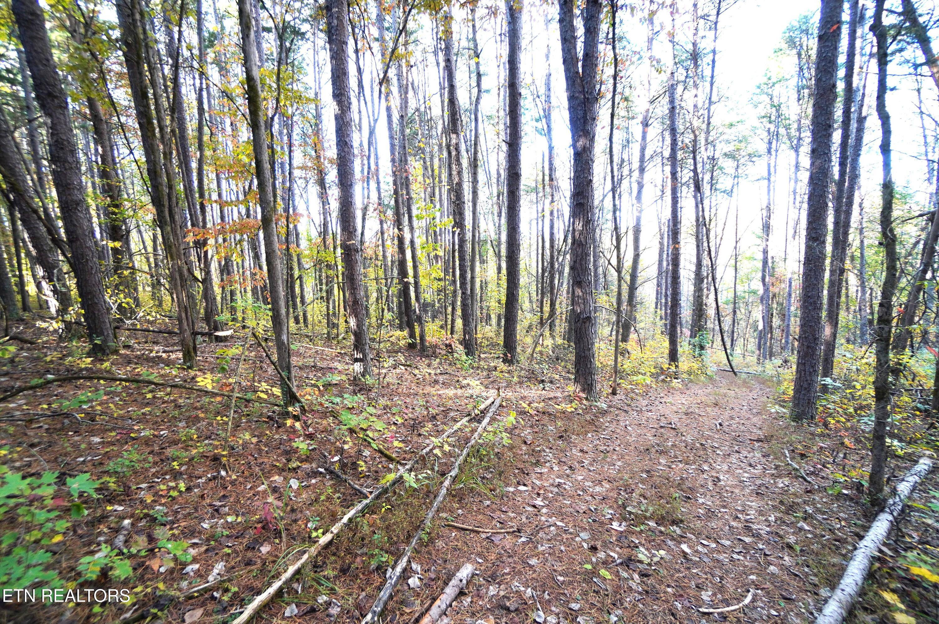 19 Pleasant View Cemetery Road New Market, TN 37820 - Photo 35 of 48 pleasant view cemetery - eric (46)