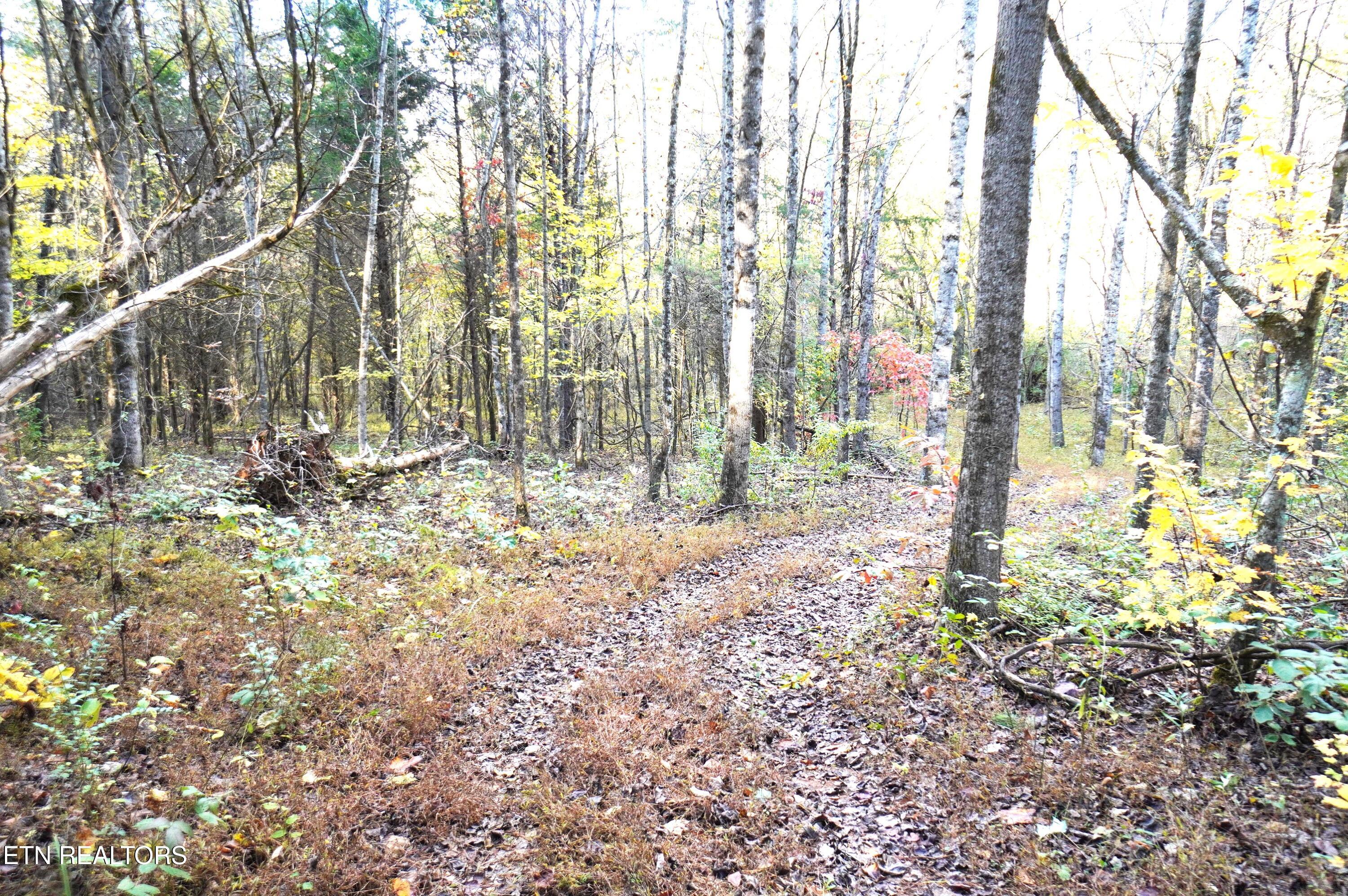 19 Pleasant View Cemetery Road New Market, TN 37820 - Photo 36 of 48 pleasant view cemetery - eric (47)