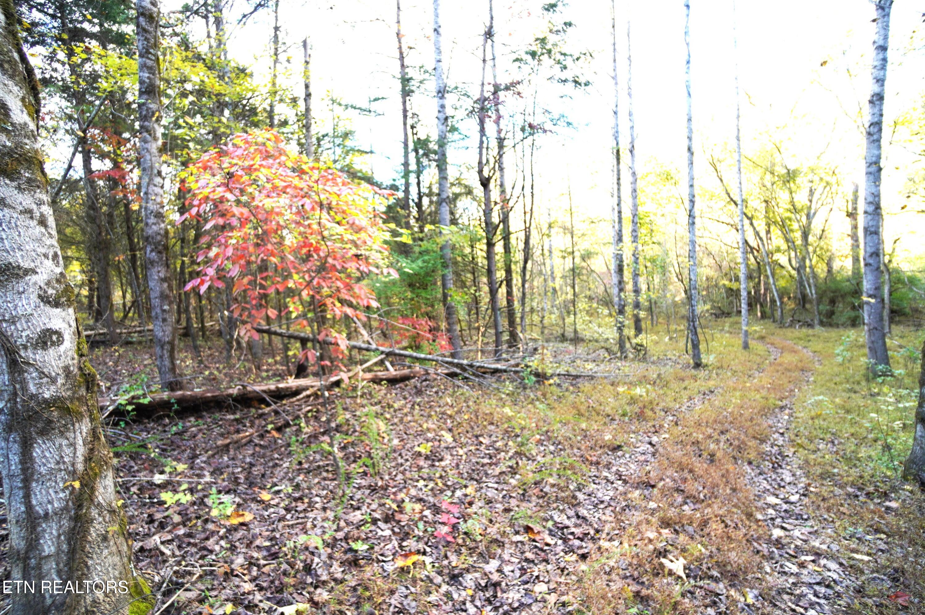 19 Pleasant View Cemetery Road New Market, TN 37820 - Photo 38 of 48 pleasant view cemetery - eric (49)