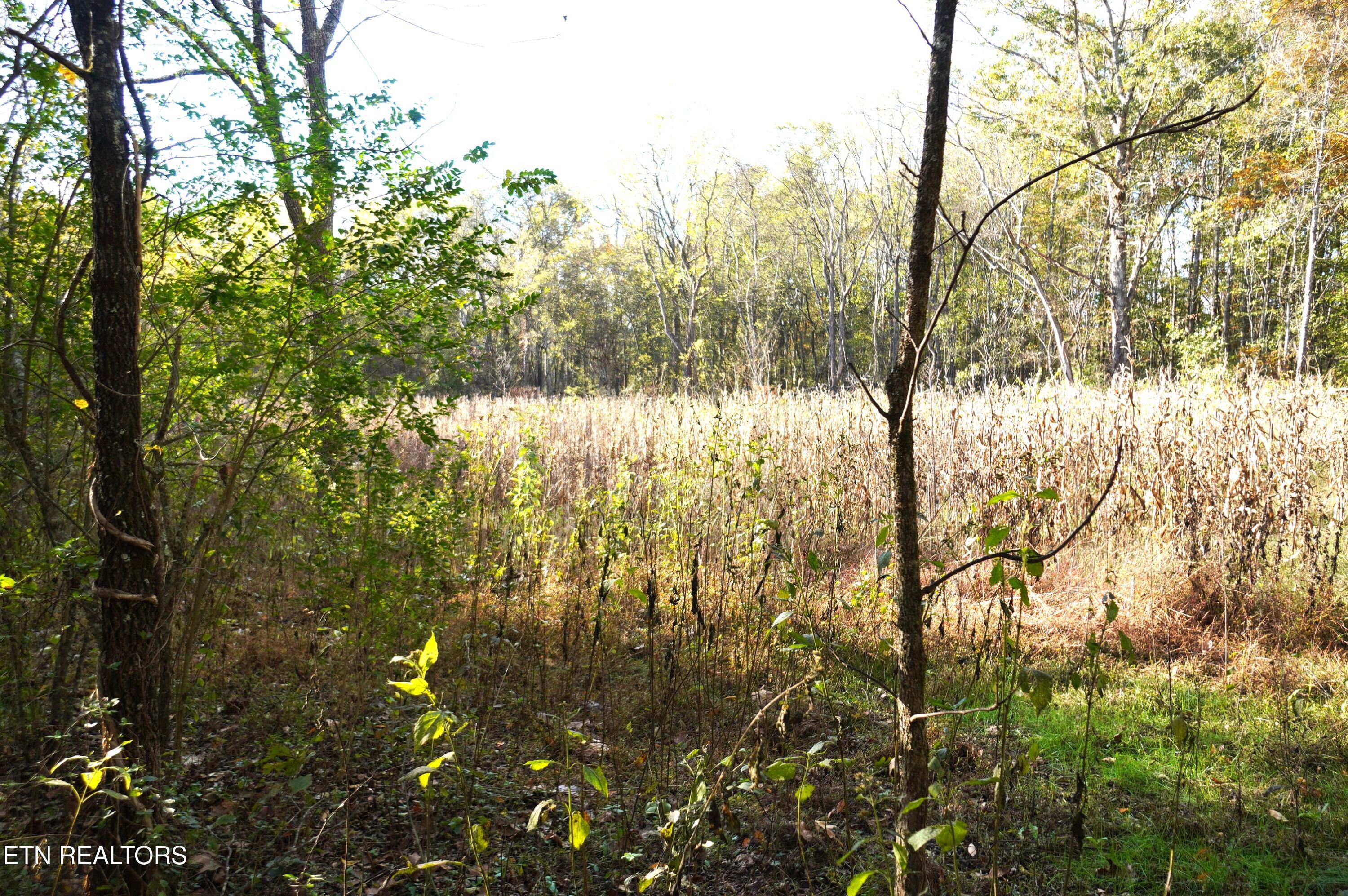 19 Pleasant View Cemetery Road New Market, TN 37820 - Photo 41 of 48 pleasant view cemetery - eric (52)