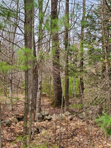 1 Wooded 10.82 acres with rock walls