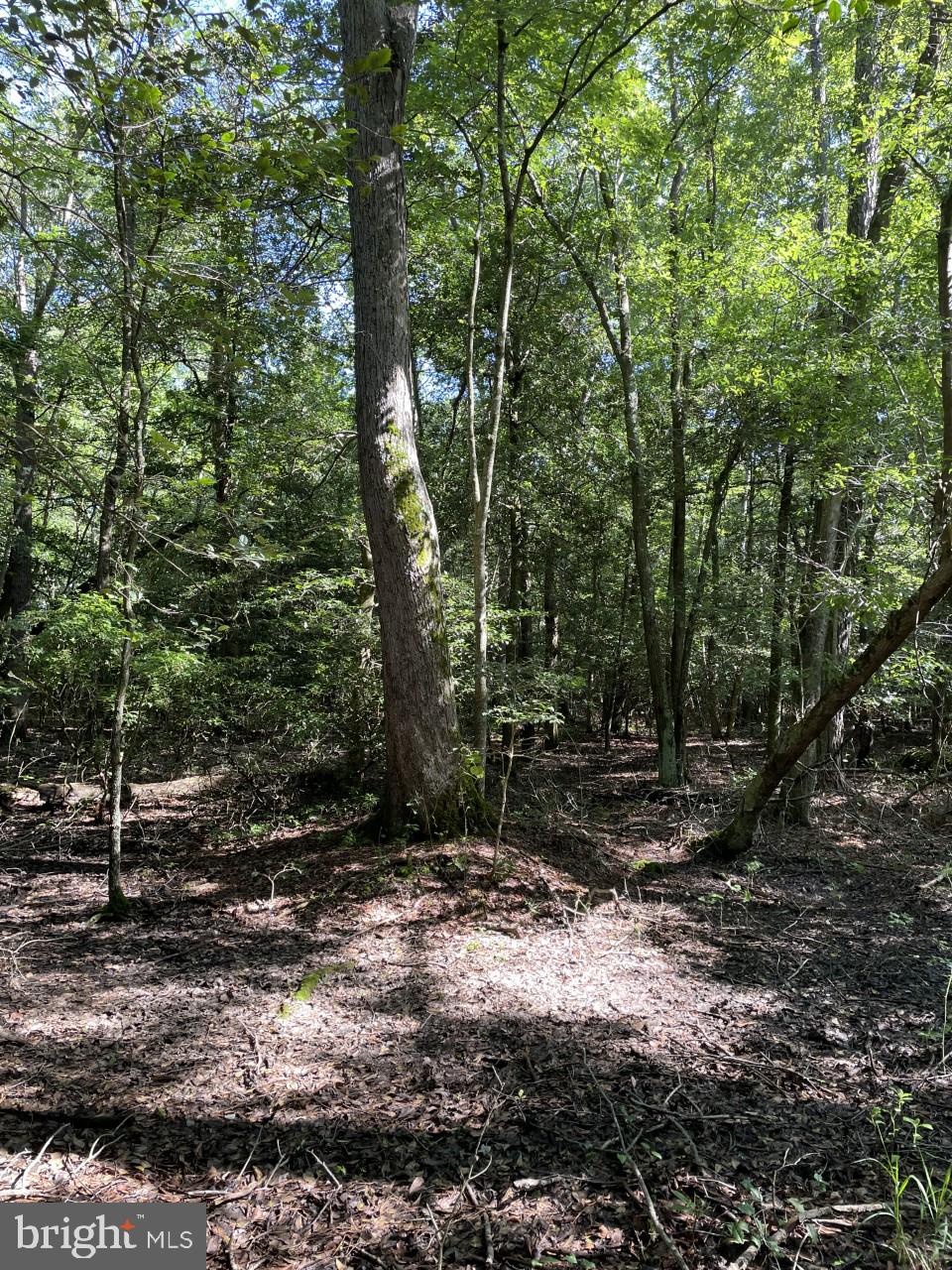 Lot B Ward Road Pocomoke City, MD 21851 - Photo 12 of 19