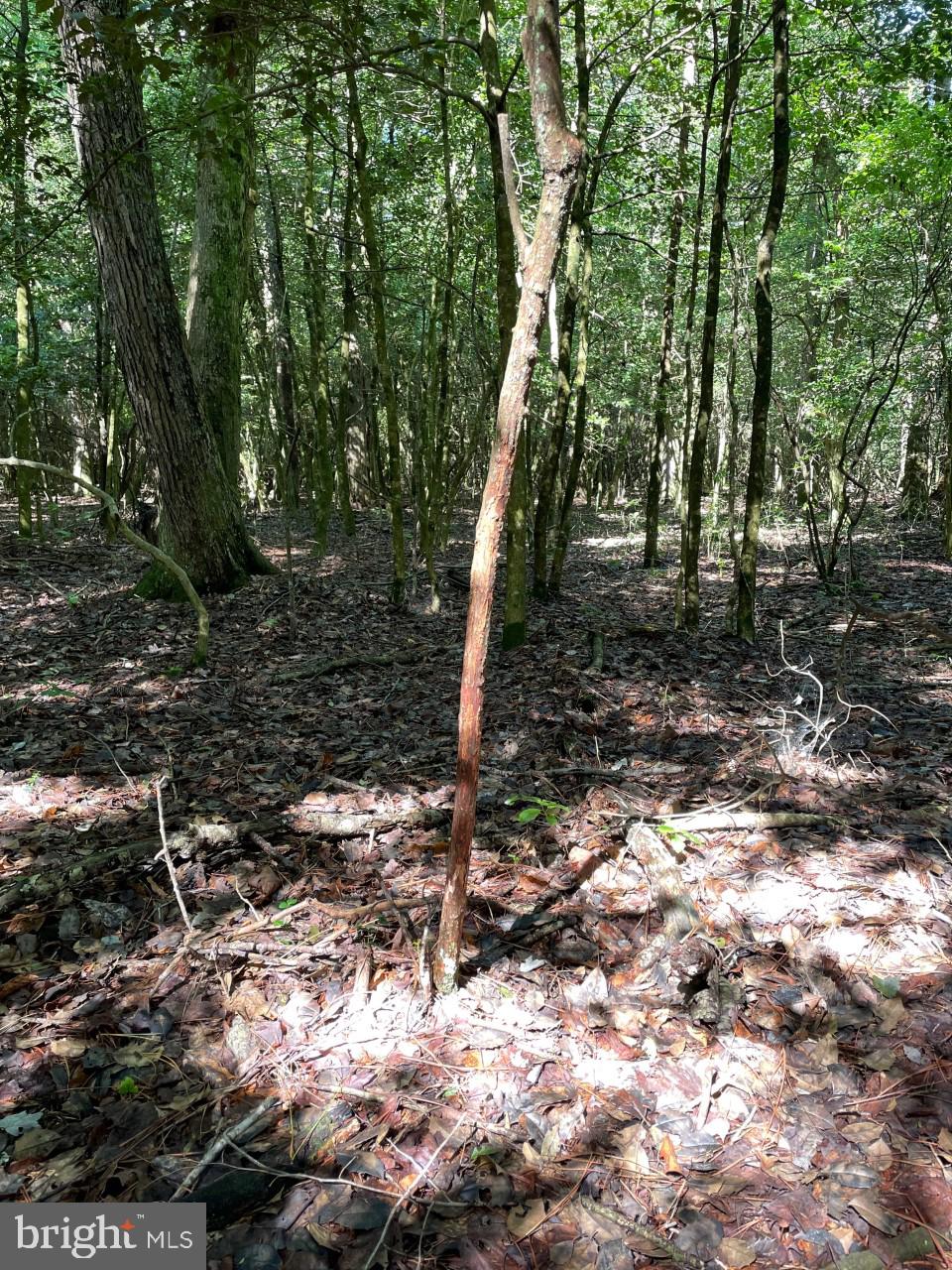 Lot B Ward Road Pocomoke City, MD 21851 - Photo 14 of 19