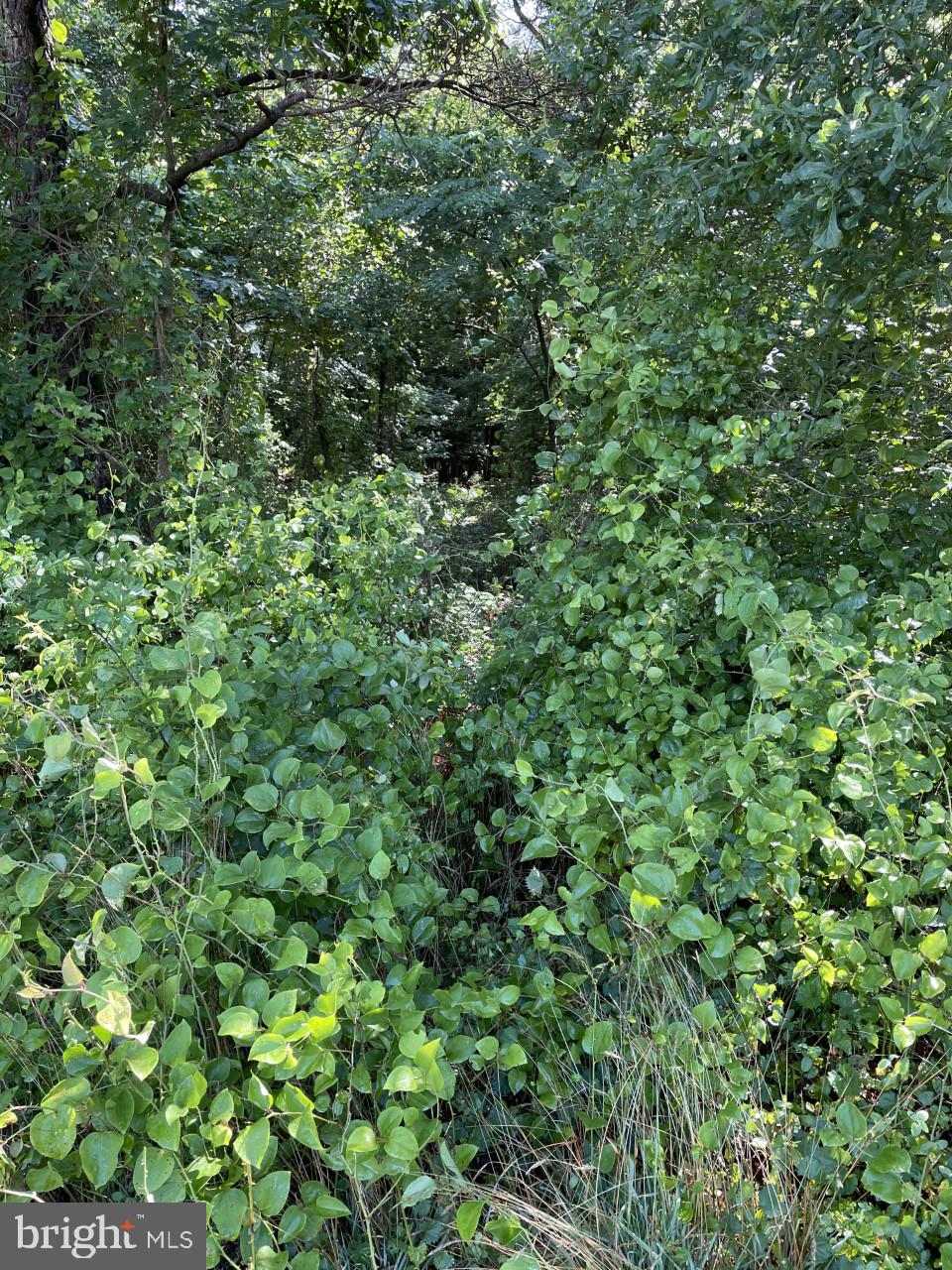 Lot B Ward Road Pocomoke City, MD 21851 - Photo 15 of 19