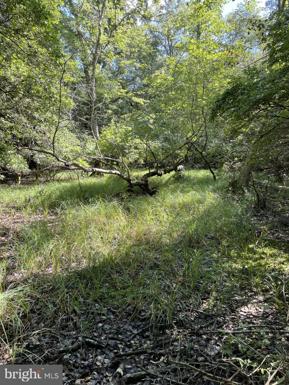 Lot B Ward Road Pocomoke City, MD 21851 - Photo 18 of 19