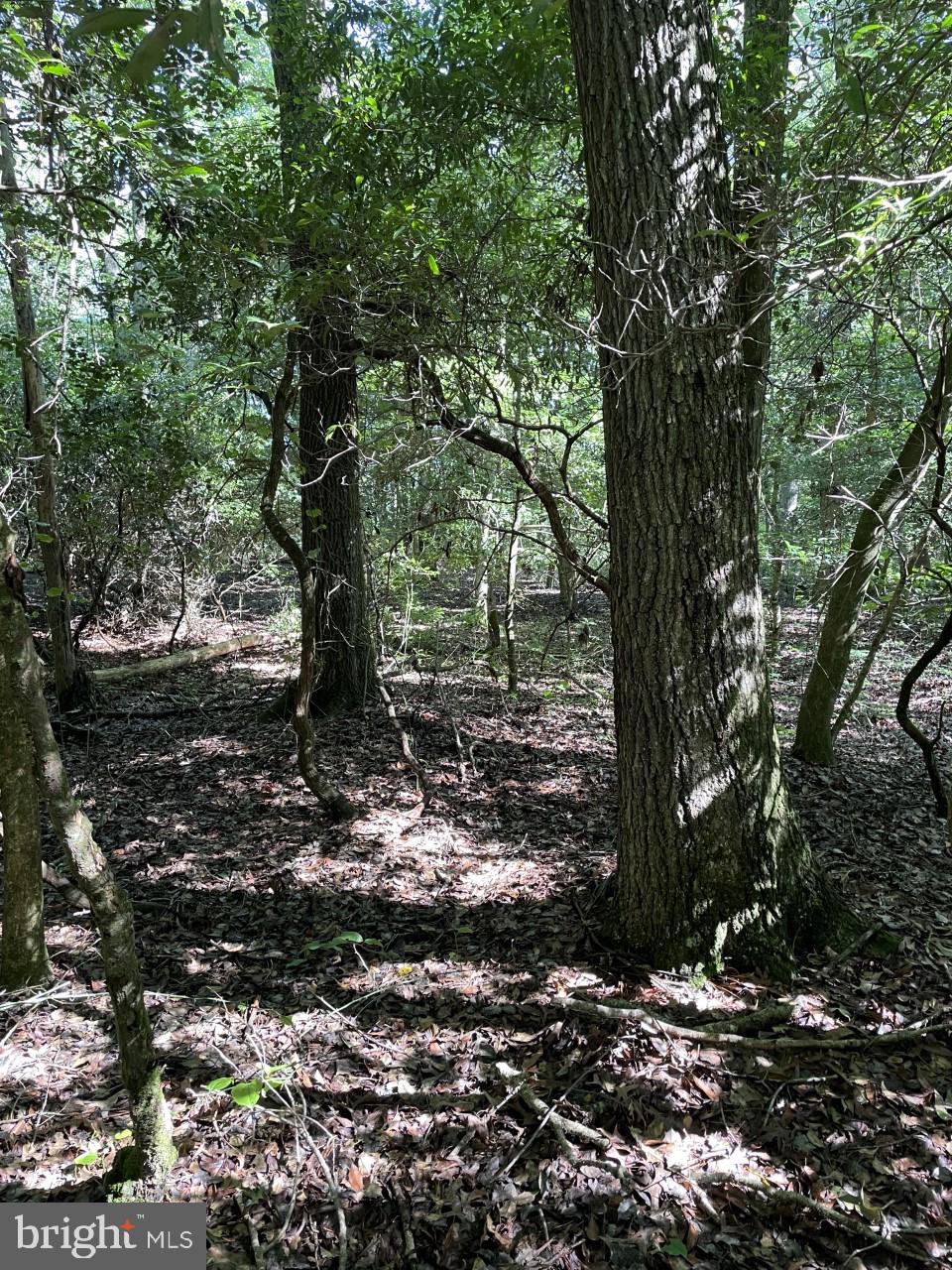 Lot B Ward Road Pocomoke City, MD 21851 - Photo 10 of 19