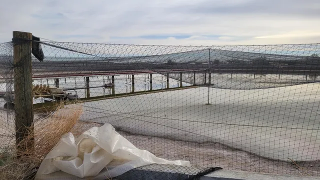 a view of a dry yard with wooden fence