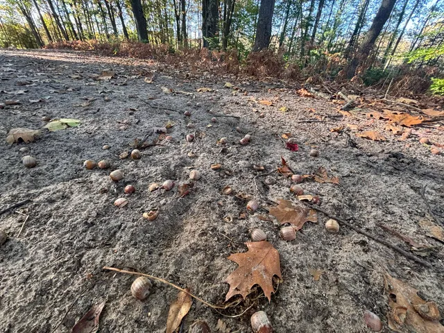 $879,000 | 2697 North 176th Avenue, Walkerville, MI 49459