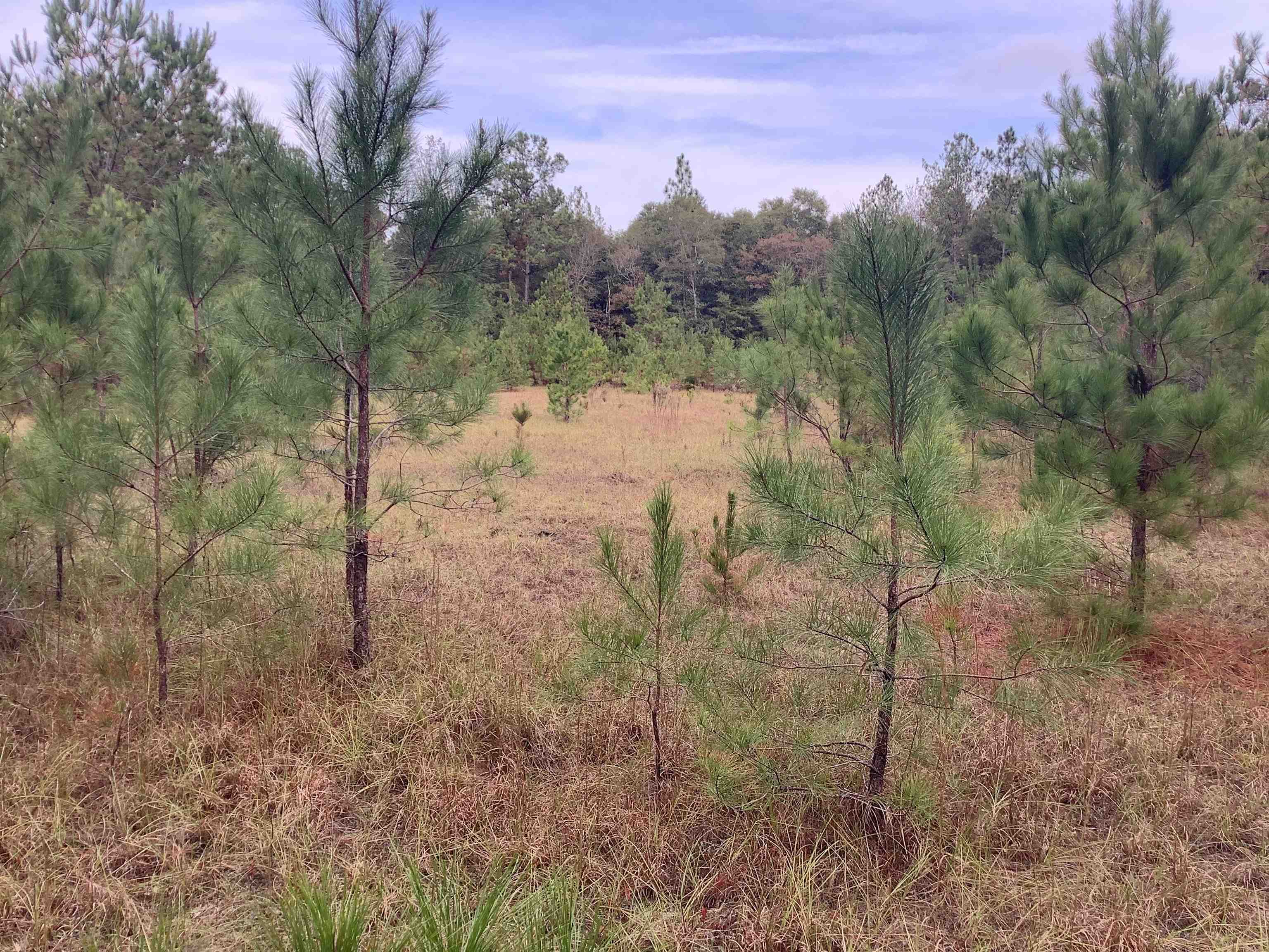 20740 Ray Armstrong Road Andalusia, AL 36421 - Photo 11 of 48 Gallery Image 11