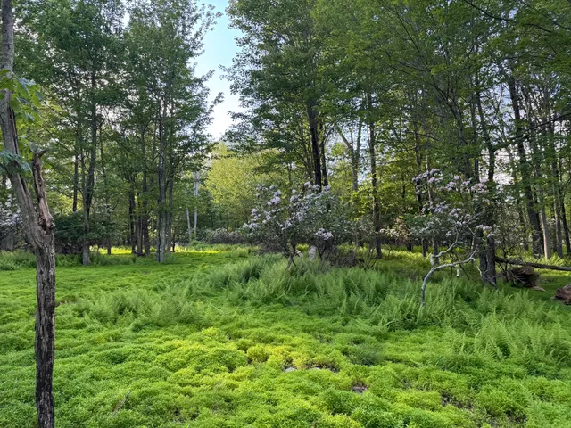 a view of a lush green forest