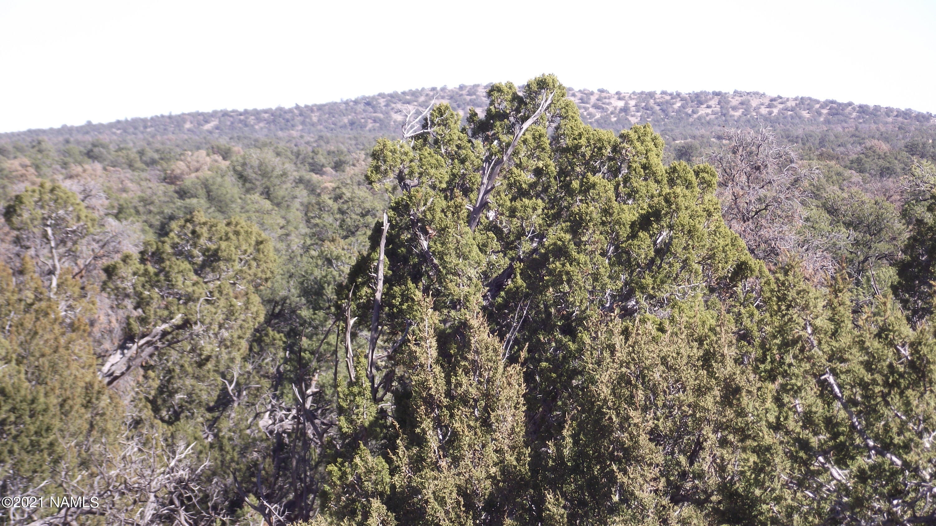 4089 North Bull Run Road Williams, AZ 86046 - Photo 5 of 9 DSCF5920