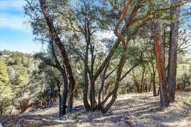 a view of a forest filled with trees