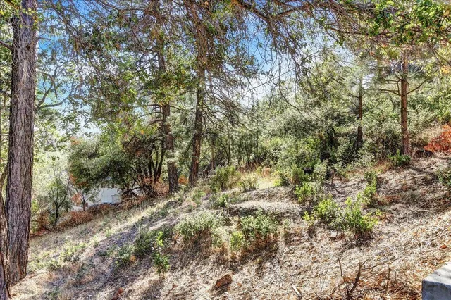 a view of a yard with a tree