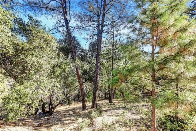 a view of a forest filled with trees