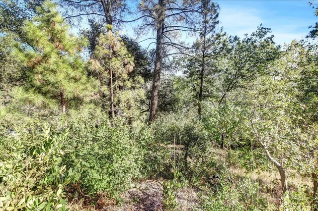 a view of a yard with a tree