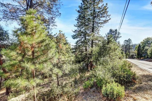 a view of a forest view