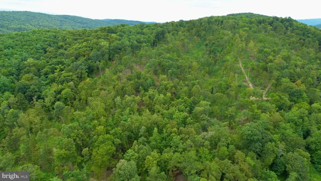 a view of a lush green forest with a mountain