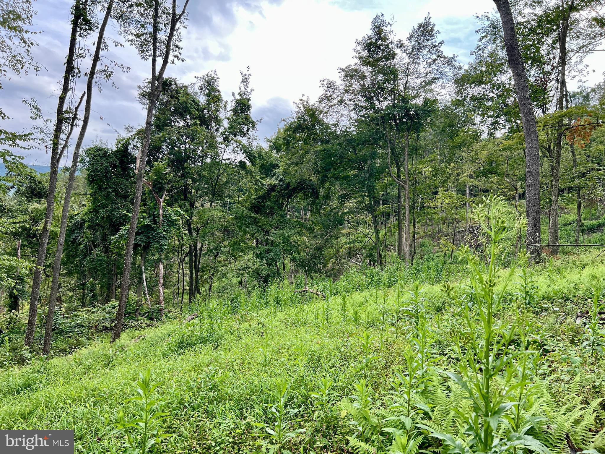 0 Raven Run Road Saxton, PA 16678 - Photo 11 of 21 a view of a lush green space