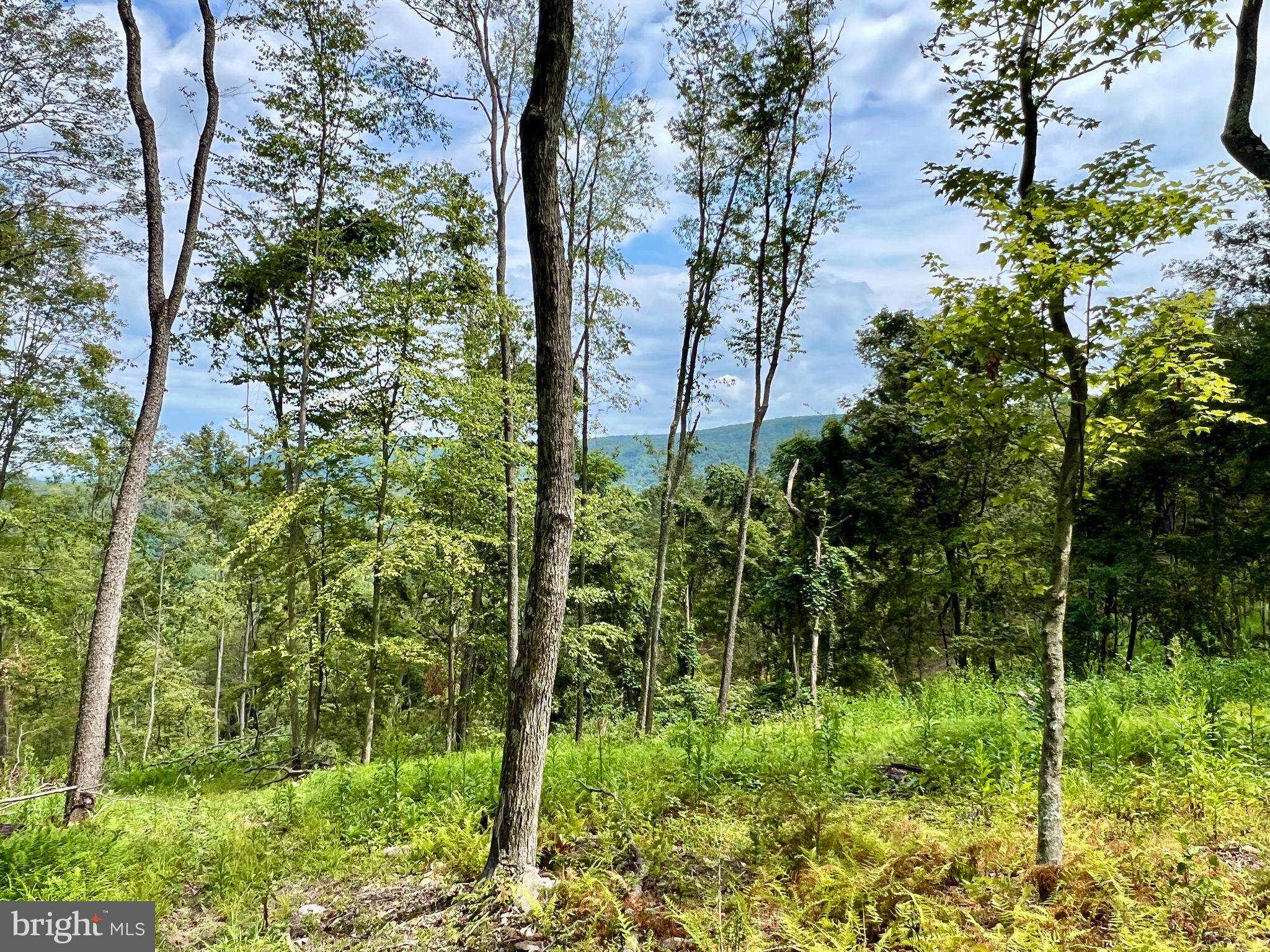 0 Raven Run Road Saxton, PA 16678 - Photo 12 of 21 a view of a garden