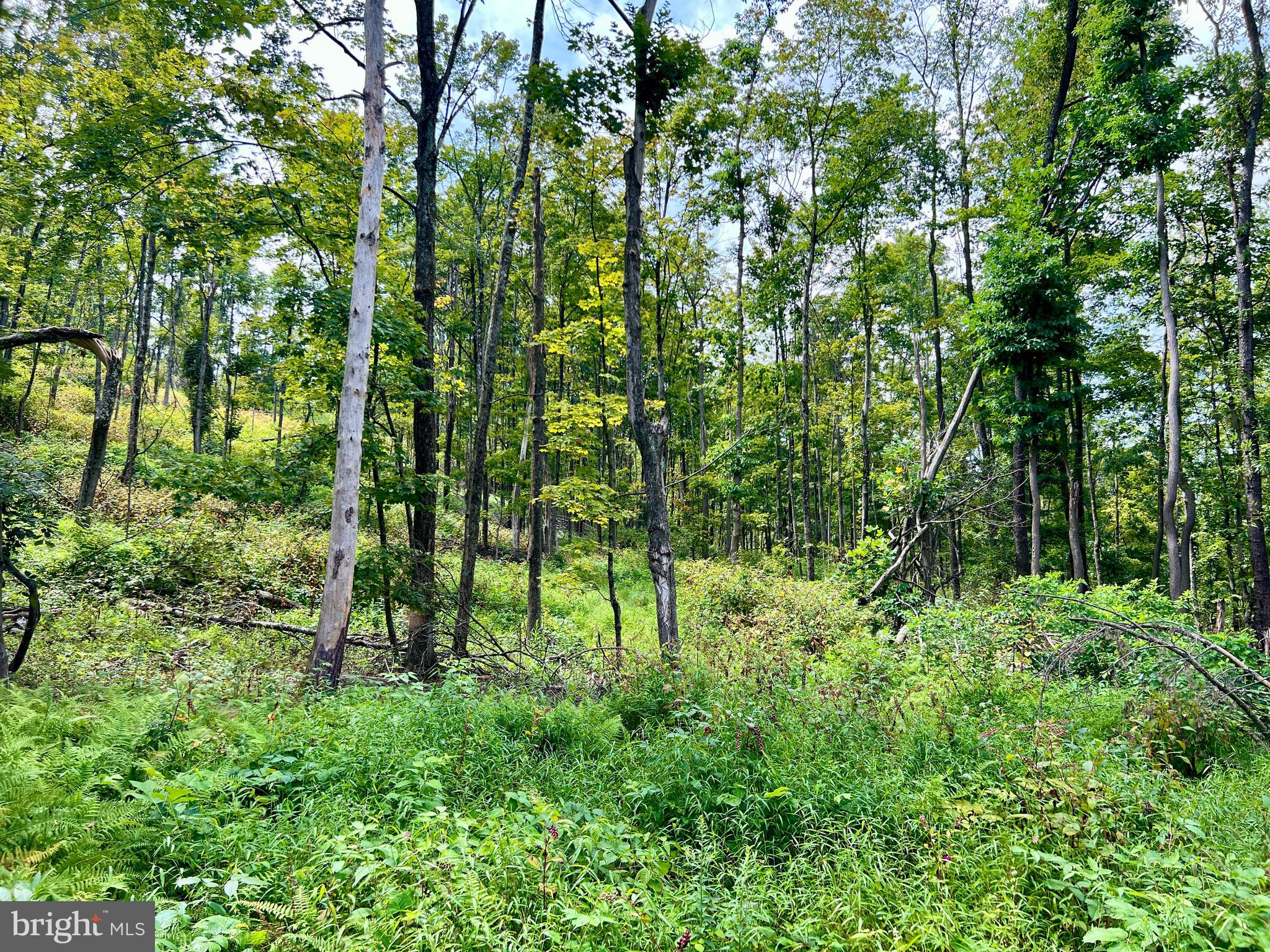 0 Raven Run Road Saxton, PA 16678 - Photo 13 of 21 a view of yard
