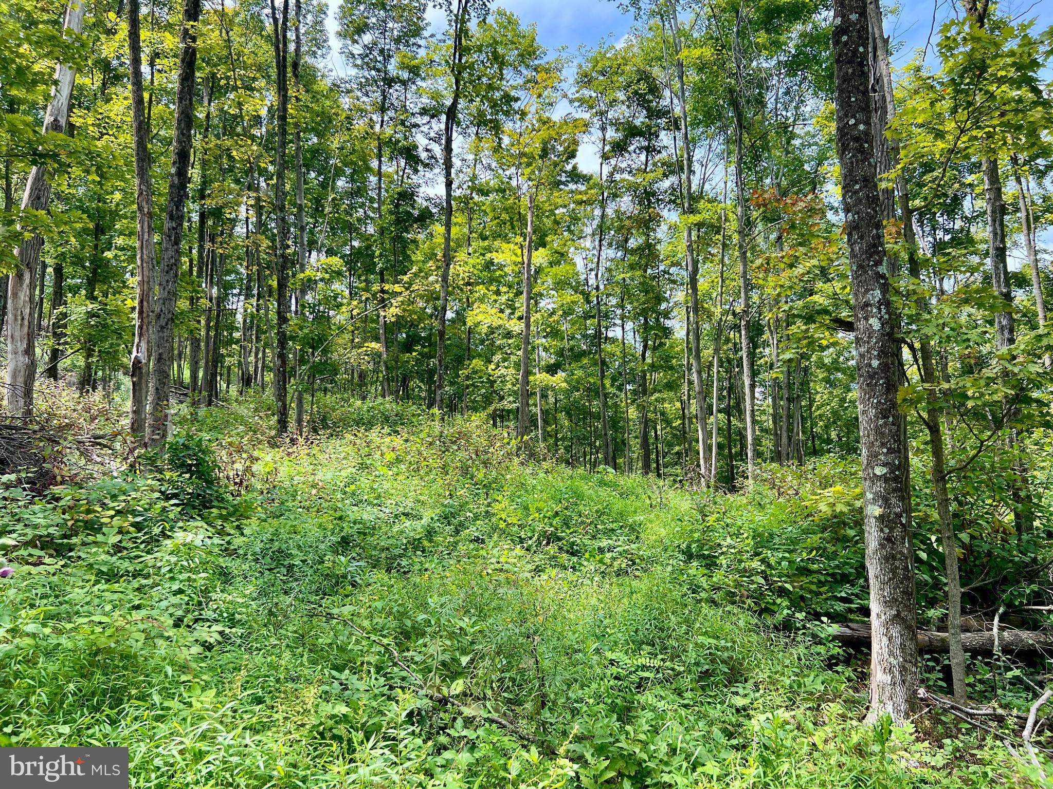 0 Raven Run Road Saxton, PA 16678 - Photo 14 of 21 a view of a garden