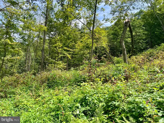 a view of a lush green forest