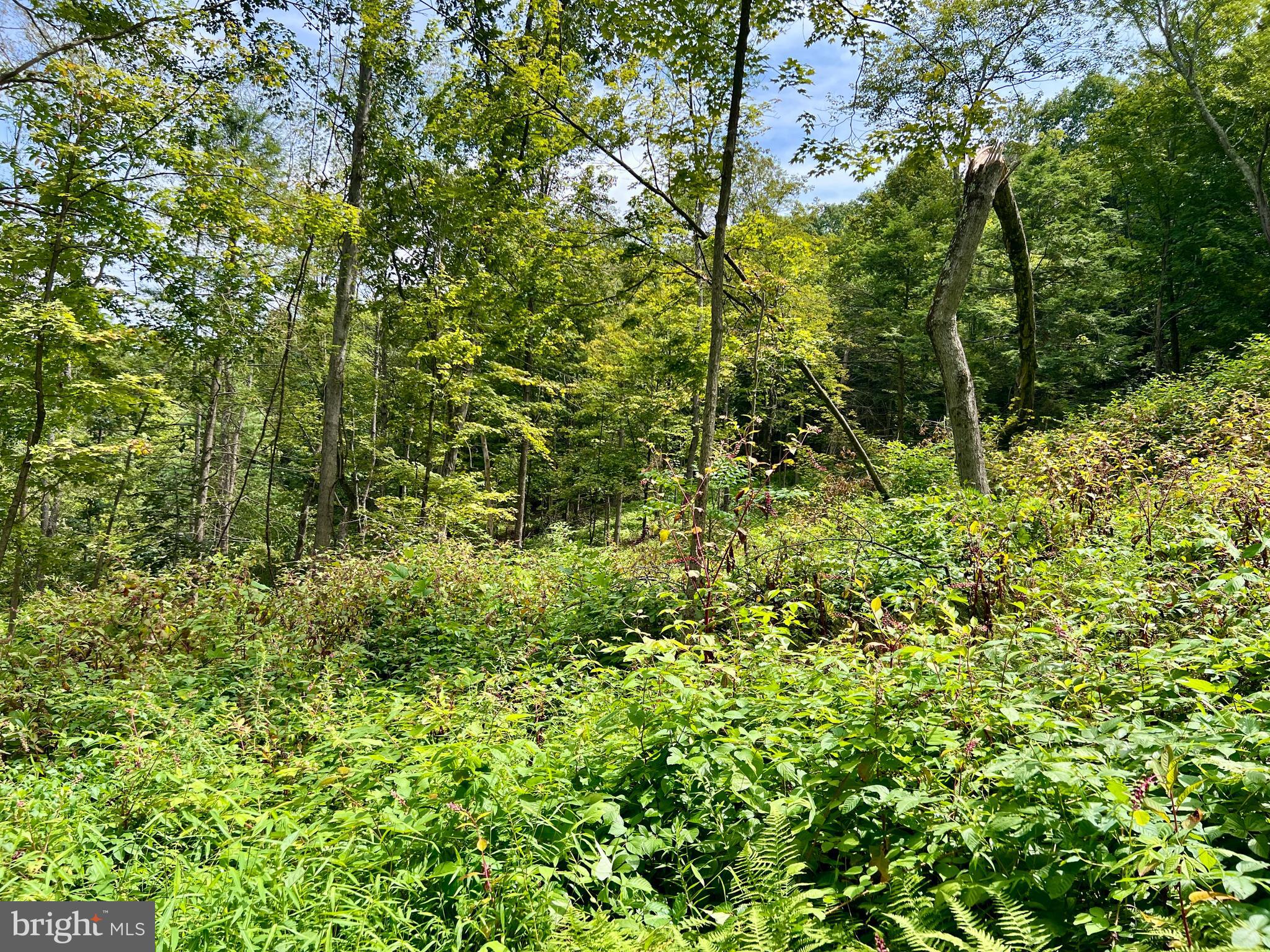 0 Raven Run Road Saxton, PA 16678 - Photo 15 of 21 a view of a lush green forest