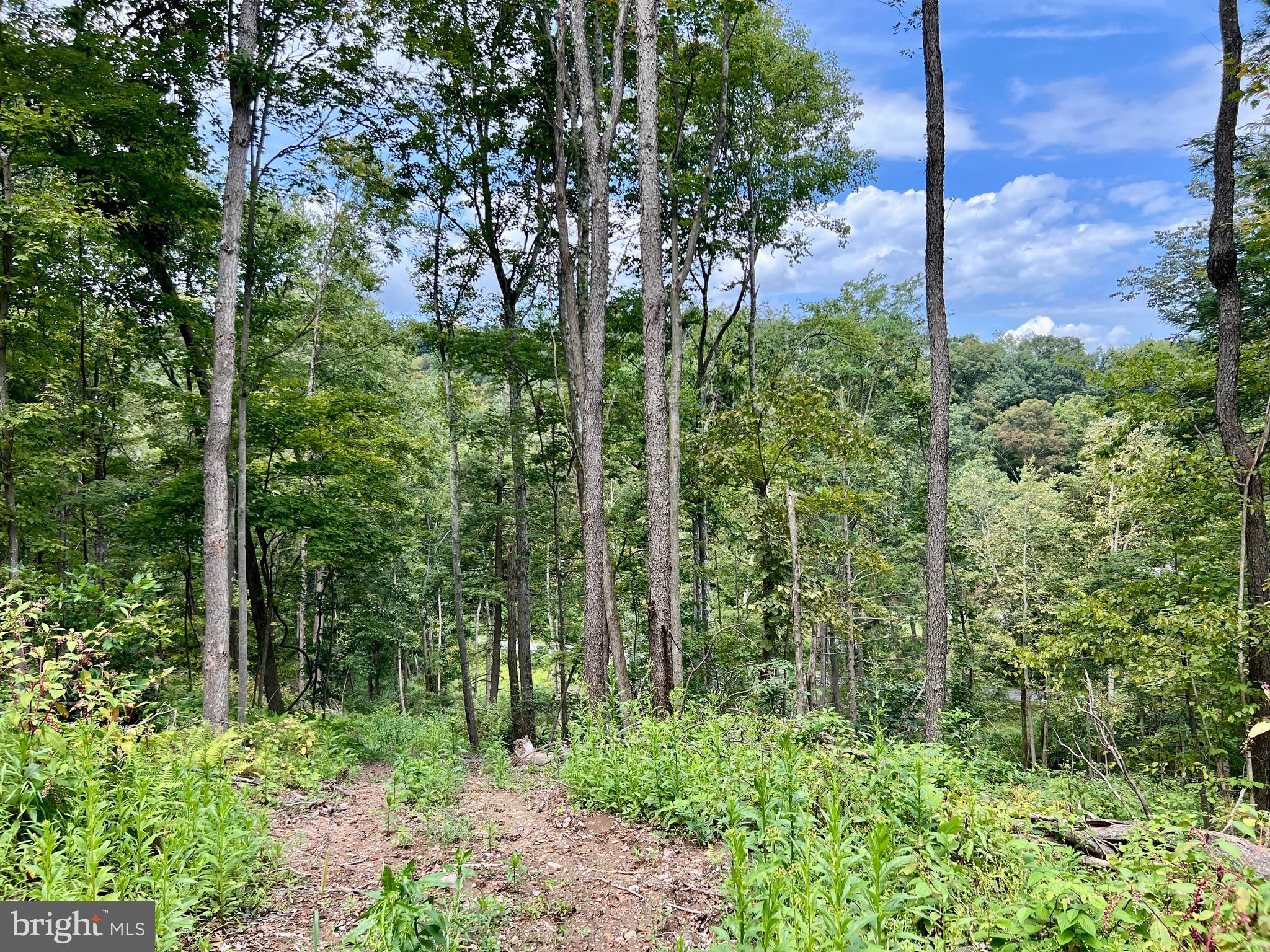 0 Raven Run Road Saxton, PA 16678 - Photo 16 of 21 a view of a garden with small trees