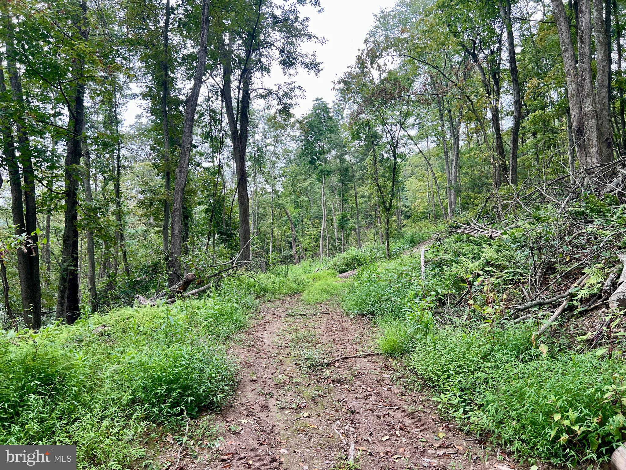 0 Raven Run Road Saxton, PA 16678 - Photo 17 of 21 a view of a lush green forest