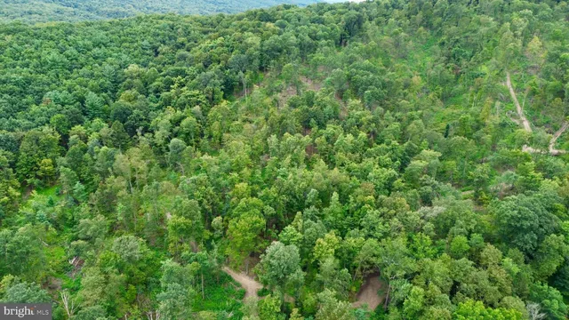 a view of a lush green forest