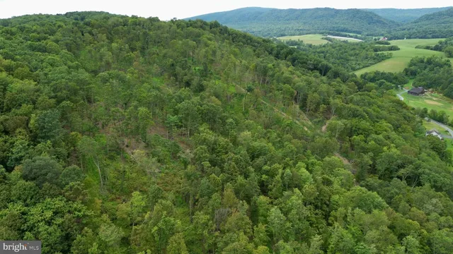 a view of a lush green forest with lush green forest